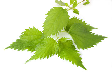 Sheet of young nettles.