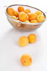 fresh apricots