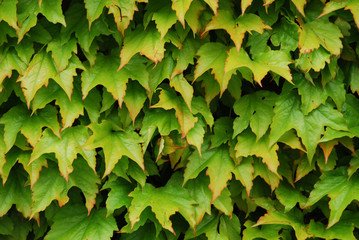 Ivy background.