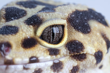 Gecko smile and eye