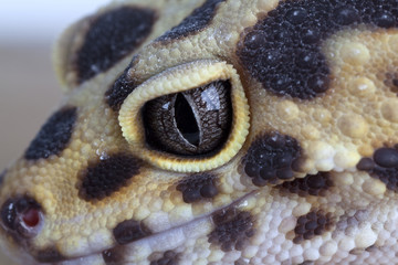 gecko face