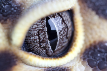 gecko eye