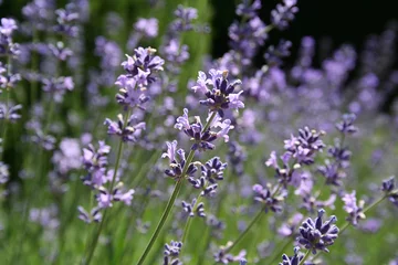 Garden poster Lavender Lavande