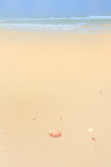 sea sand seashell