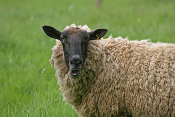 sheep