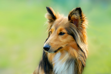 lassie dog 1
