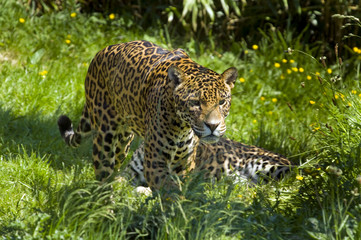 Jaguar