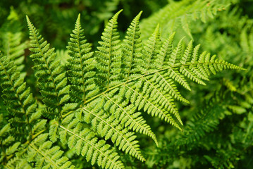 Fototapeta na wymiar fern leaf