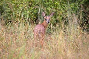 Sharpe-Greisböckchen