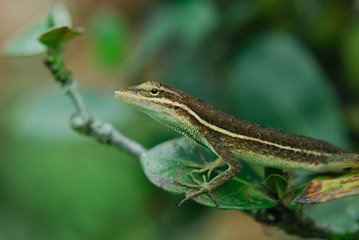 Anolis auratus - (polychrotidae, sauria)