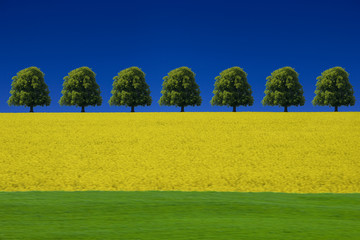 Rapsfeld
