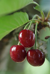 真っ赤なサクランボ