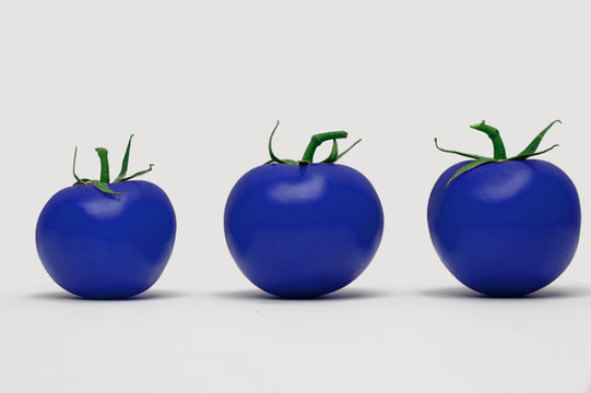 tomates ogm
