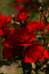 Red Roses