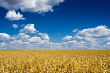 Golden oat field over blue sky - 14908260