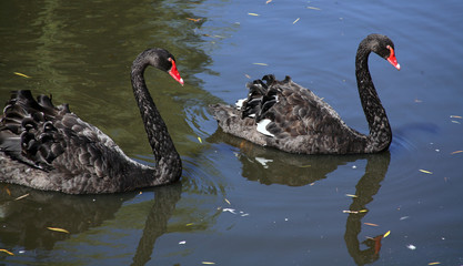 black swans