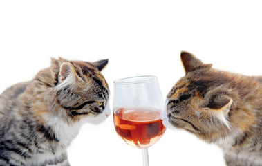 cats and wine