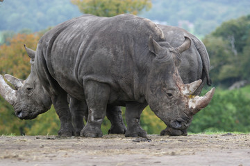 White Rhinoceros