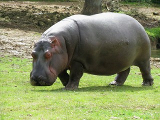 Fototapeta na wymiar hipopotam