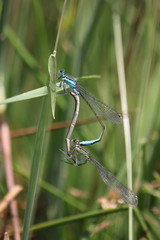Mating Dragonflies