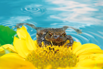 frog swimming