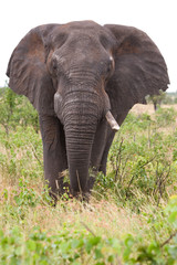 Fototapeta na wymiar Bull elephant