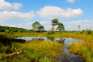 fen in heather landscape