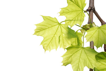Fototapeta premium green maple leaves on a branch isolated