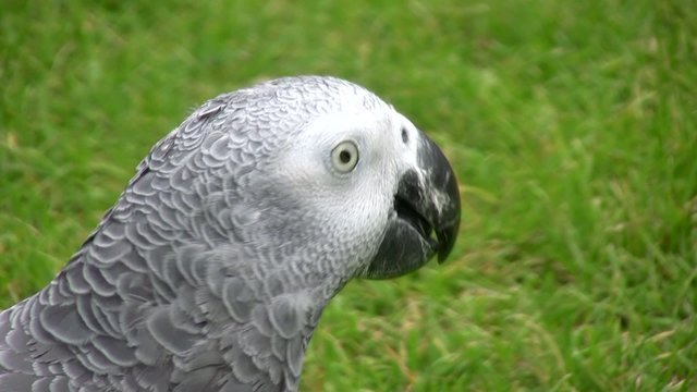 Gris du Gabon