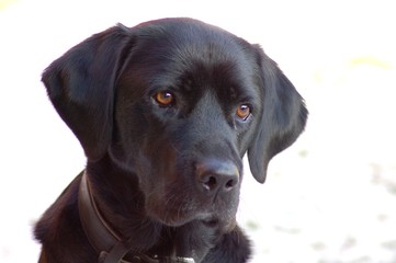 Fototapeta premium Labrador