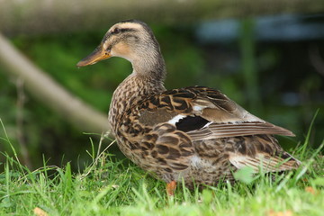 Canard