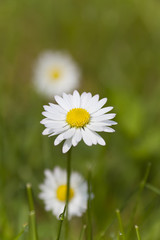 Gänseblümchen