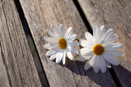 Margeriten