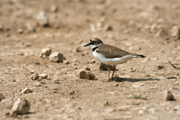 Charadrius dubius