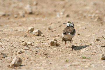 Charadrius dubius