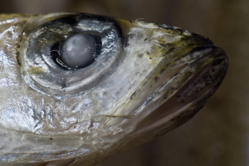 Frozen fish head