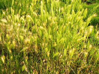 Green Overgrown Grass