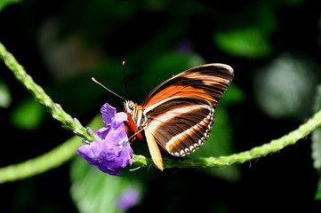 The Tiger Longwing