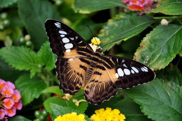The Brown Clipper Butterfly