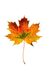 Maple leaf