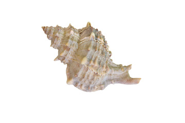 shell