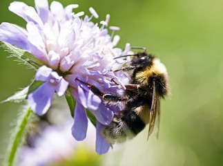 Macro Flower Garden