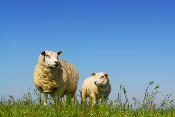 Naklejka premium sheep