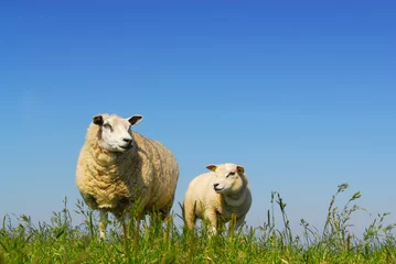 Photo sur Plexiglas Moutons mouton