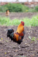 Fototapeta premium coq