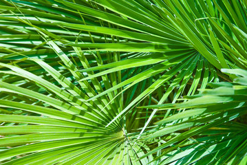 Palm Leaf Background
