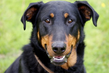 Beauceron