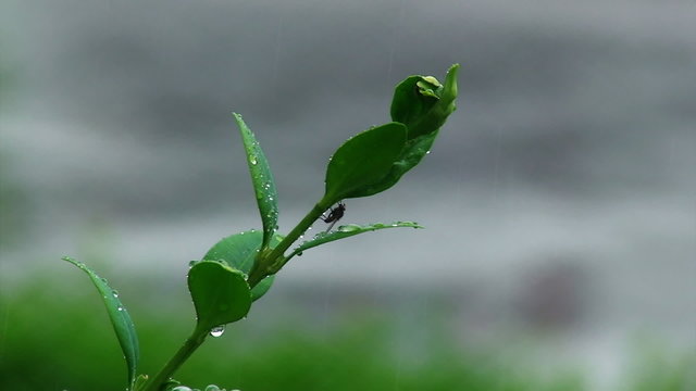 Fliege sucht Schutz unter dem Blatt der Zamia Pflanze