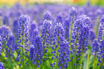 grape hyacinth in keukenhof holland