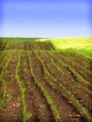 Fototapeta na wymiar wheat field landscape
